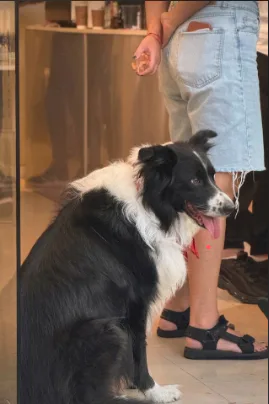 Momento pet friendly en Cero Café de Origen